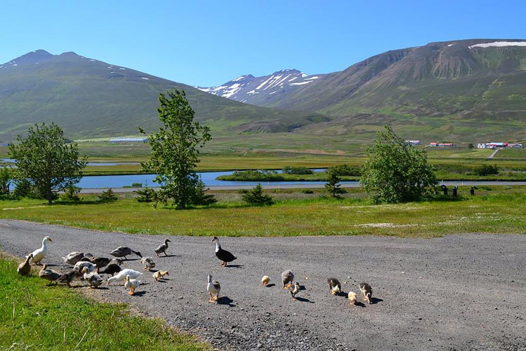 Hoefthi Cottages Dalvik Exterior photo